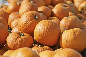 Uninhabited Farm Land Stampe: Pumpkins, pumpkin patch