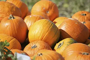 Harvest Festival Stampe: Pumpkins, pumpkin patch