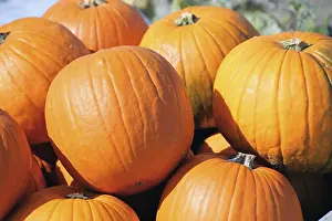 Deserted Pumpkin Field Stampe: Pumpkins, pumpkin patch