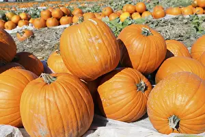 Harvest Festival Stampe: Pumpkins, pumpkin patch