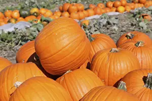 Autumn Mood Landscape Stampe: Pumpkins, pumpkin patch