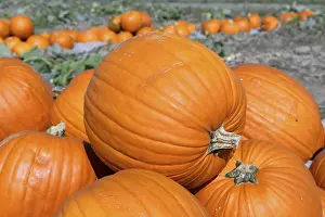 Autumnal Atmosphere Landscape Stampe: Pumpkins, pumpkin patch