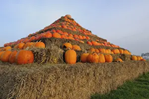 Food Photography Pumpkins Stampe: Pyramid of pumpkins