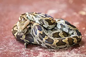 Sri Lankan Wildlife Stampe: Python on a reddish ground, showing itself coiled with a distinctive pattern