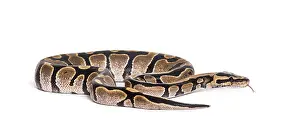 Royal Python Stampe: Python regius, against white background