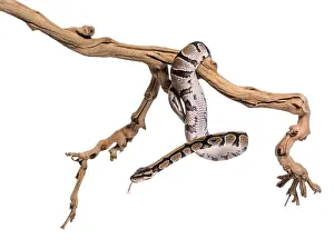 Royal Python Stampe: Python regius, against white background
