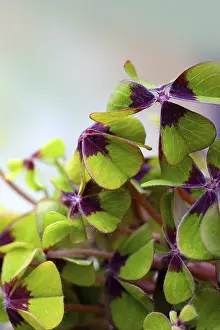 Four Leaf Clover Symbol Stampe: Quadruple