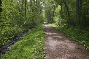 German Forest Landscape Stampe: A quiet forest path, lined with trees