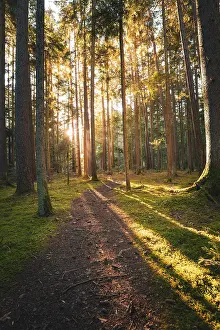 Calw District Scenery Stampe: A quiet path through the forest