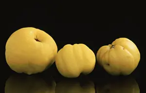 Fruit Nutrition Stampe: Quinces