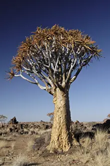 Succulent Plant Photography Stampe: A quiver tree in the desert in Namibia