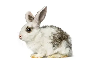 Isolated Animal Image Stampe: Rabbit