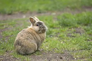 Mammalian Representation Stampe: Rabbit (cuniculus), grass, Easter bunny