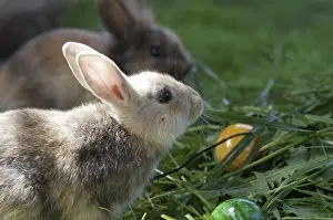 Colourful Easter Eggs Stampe: Rabbit (cuniculus), portrait, Easter