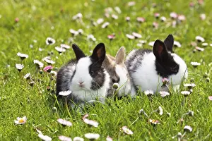 Bavaria Garden Scene Stampe: Rabbit (Oryctolagus cuniculus)