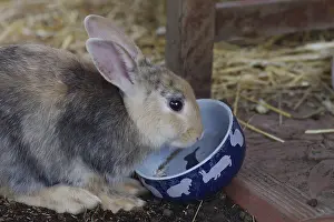 Young Rabbit Stampe: Rabbit (Oryctolagus cuniculus)