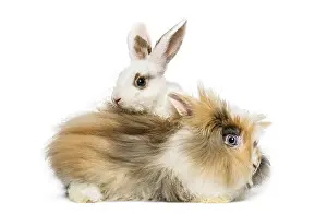 White Studio Background Animals Stampe: Two rabbits