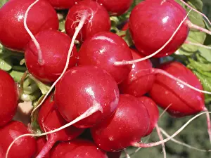 Colorful Vegetable Stampe: Radish