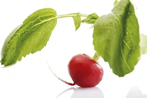 Balanced Diet Grocery List Stampe: Radish