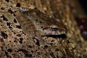 Holarctic True Frogs Images Stampe: Rain frog