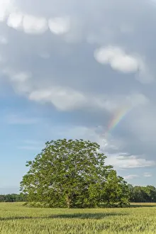 Cloudy Sky With Rainbow Stampe: Rainbow appears in rain clouds in spring
