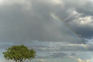 Nimbostratus Cloud Formations Stampe: Rainbow appears in rain clouds in spring