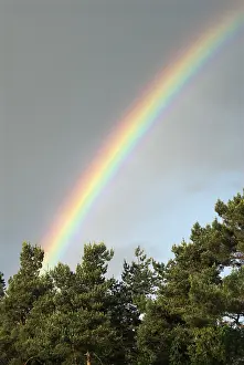 Rainy Weather Scene Stampe: Rainbow in the sky above pine trees