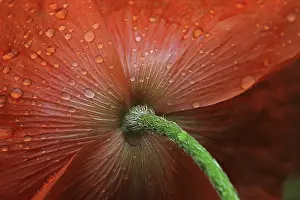 Spring Awakening Flower Stampe: Raindrops