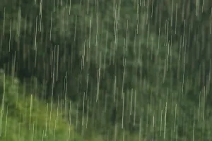 Rainy Forest Landscape Stampe: Raindrops falling