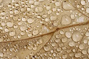 Autumn Color Palette Stampe: Raindrops on a leaf