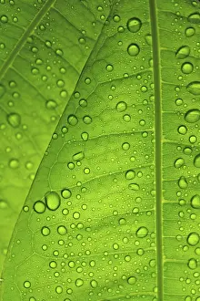Uninhabited Landscapes Stampe: Raindrops on leaf