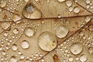 Autumn Leaf Stampe: Raindrops on a leaf