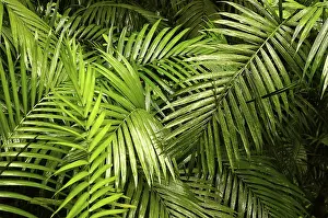 Rainforest Landscape Stampe: Rainforest