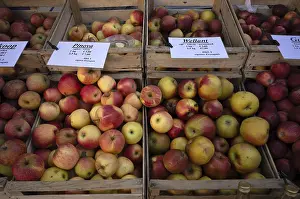 Apple Varieties Stampe: Range of different types of apples