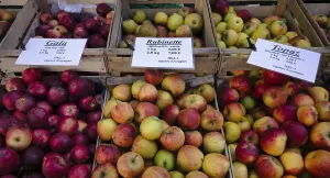 German Apple Varieties Stampe: Range of different types of apples