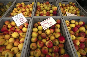 Food Photography Germany Stampe: Range of different types of apples