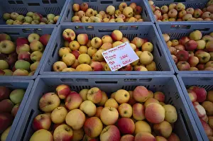 Southern Germany Cuisine Stampe: Range of different types of apples