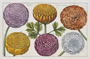Hand Coloured Copper Engraving Stampe: Ranunculus (Ranunculus), hand-coloured copper engraving after Mario Cammerari by Professor Filippo Arena from La Natura