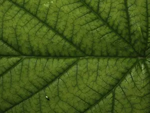 Nature Plant Images Stampe: Top side of a raspberry leaf