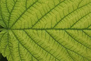 Nature Plant Images Stampe: Top side of a raspberry leaf