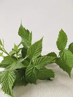 Complementary Health Remedies Stampe: Raspberry leaves for raspberry leaf tea