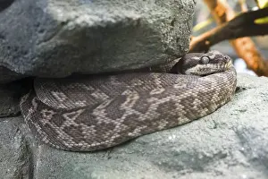 Stampe di Rauschuppenpython (Morelia carinata), Wuppertal, Renania Settentrionale-Vestfalia, Germania Pitone Stampe: Morelia carinata