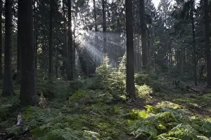 Fagus Sylvatica Images Stampe: Rays of light in the common beech (Fagus sylvatica)