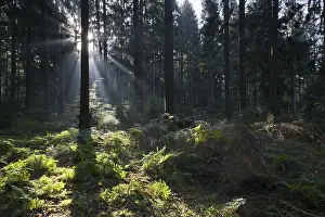Moody Forest Atmosphere Stampe: Rays of light in the common beech (Fagus sylvatica)