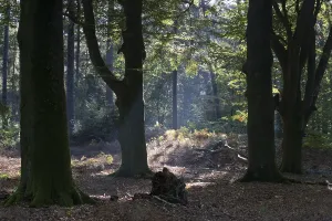 Common Beech Stampe: Rays of light in the common beech (Fagus sylvatica)