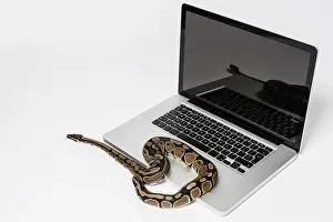 Stampe di Python reale, serpente e computer portatile. Concetto di utilizzo di un linguaggio di programmazione ad alto livello per l'ingegneria del software Pitone Stampe: Serpente python reale e computer portatile.