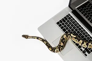 Stampe di Serpente python reale e computer portatile. Concetto di utilizzo di un linguaggio di programmazione ad alto livello per l'ingegneria del software Pitone Stampe: Serpente python reale e computer portatile.