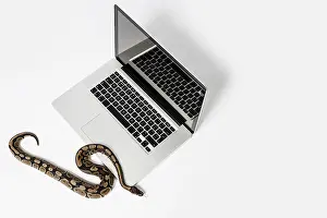 Stampe di Python reale, serpente e computer portatile. Concetto di utilizzo di un linguaggio di programmazione ad alto livello per l'ingegneria del software Pitone Stampe: Serpente python reale e computer portatile.