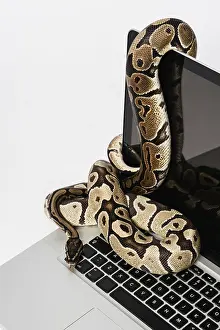 Stampe di Serpenti python reali e computer portatile. Concetto di utilizzo di un linguaggio di programmazione ad alto livello per l'ingegneria del software Immagini Correlate Stampe: Serpenti python reali e computer portatile.