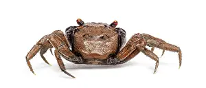 Wild Animal Isolated On White Stampe: Rear view of a Male Java vampire crab